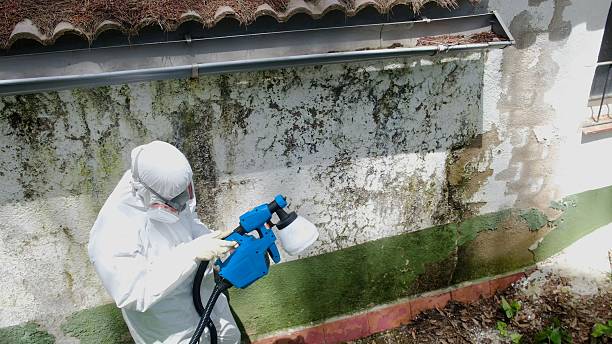 Top rated local Crawl Space Mold Remediation specialists in Middleville, MI